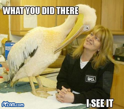 photo of a stork looking intently at a vet