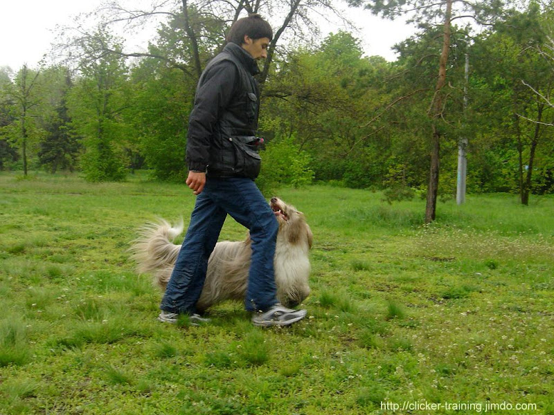 https://lh5.googleusercontent.com/_lXHj4hLGgDU/TcVfpZmuLtI/AAAAAAAAECM/JCfinCRFTMY/s800/beardedcollie-obedience4.JPG