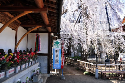武蔵国十三仏としだれ桜