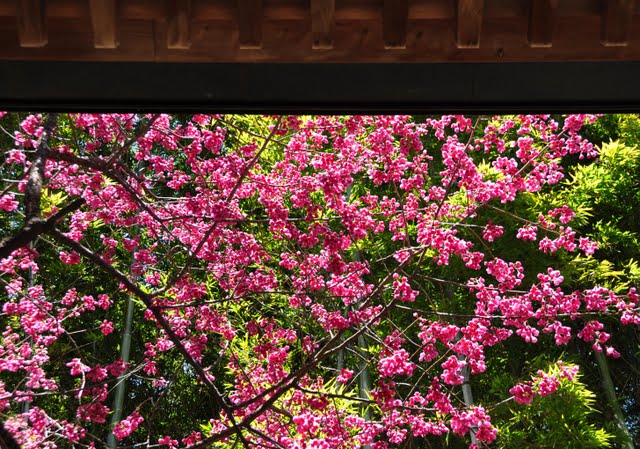 釈迦堂と寒緋桜2