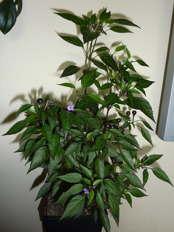 P1090536.JPG