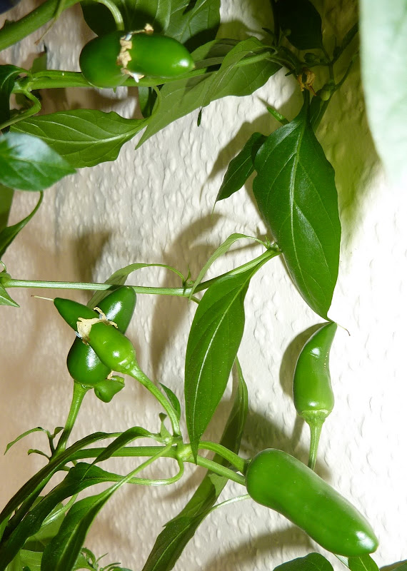 P1090569.JPG
