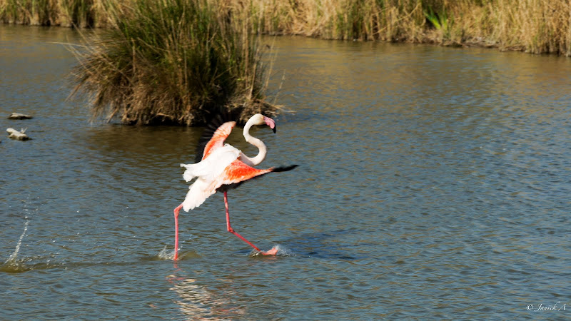 ballade ornithologique en camargue Camargue-1130009