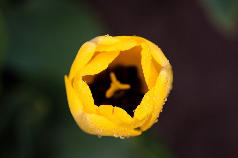 a-tulips-8677.jpg