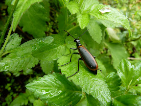 Coléoptère