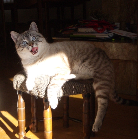 Slika