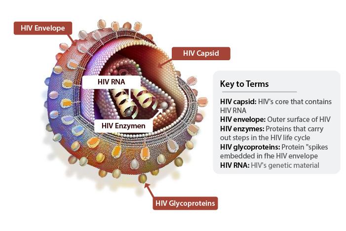 undetectable viral load