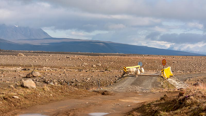 A group of sheep on a dirt road