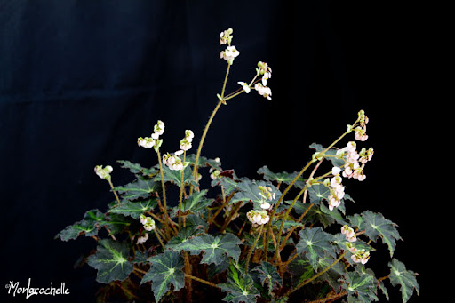 Begonia Lynola BegoniaLynola110129_0045RM