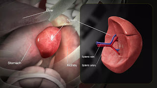 What isPolycystic kidney disease (PKD)