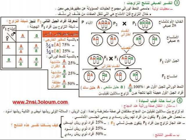 الوراثة المانديلية genetique mendelienne 3