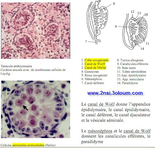 Embryologie et histologie de l'appareil génital 1