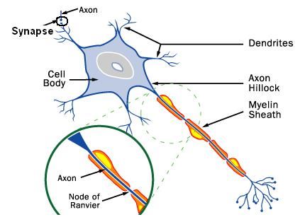  تشريح جسم الإنسان Neurons
