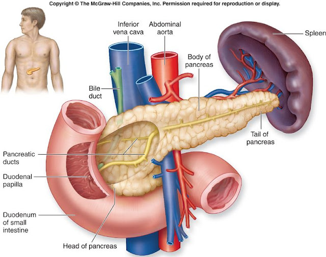  تشريح جسم الإنسان Pancreas