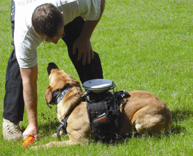 Remote Stealth Service Dogs