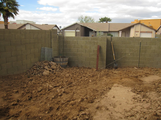 Uromastyx garden remodel: digging up soil