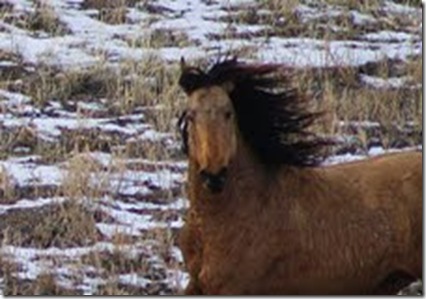 Antelope Feb 1, 2011 Stallion face head on