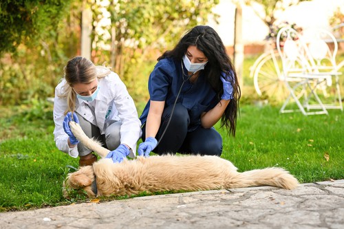 Veterinario mirando al perro, una buena cama para perros y ayuda a retrasar los problemas con la salud de su perro