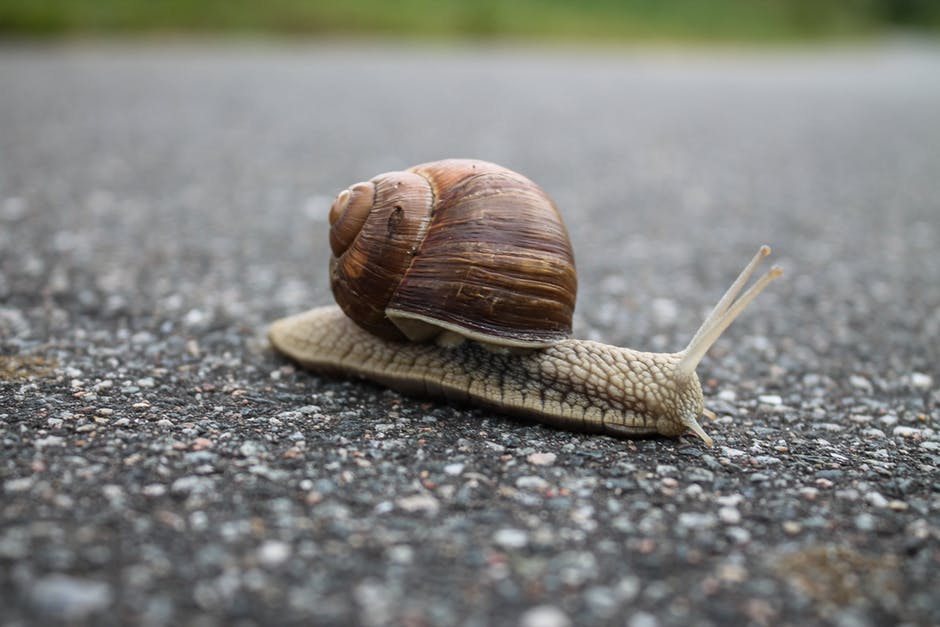 Close-up of Snail on Ground