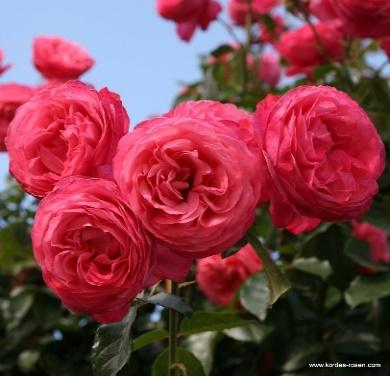 Rosanna® | Climbing Roses | Shop By Type | Garden roses | Rosen-Kordes