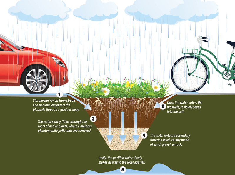 An image depicting stormwater runoff and filtering through a bioswale.