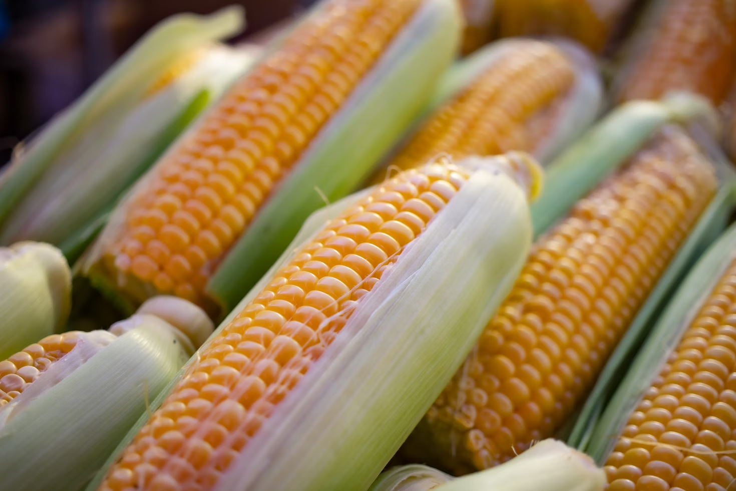 a closer image of corn