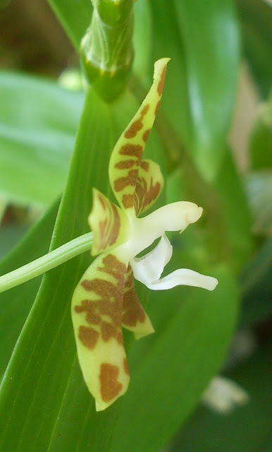 Phalaenopsis kunsteri или fuscata - Страница 2 SDC18202