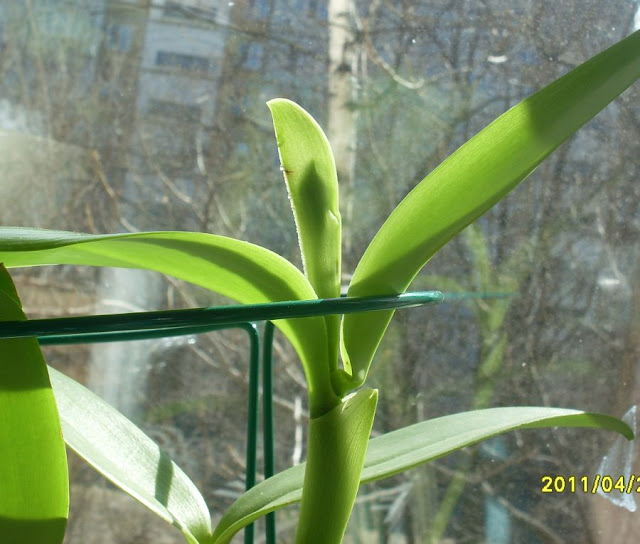 Cattleya forbesii (Каттлея Форбеси) - Страница 2 SDC18612