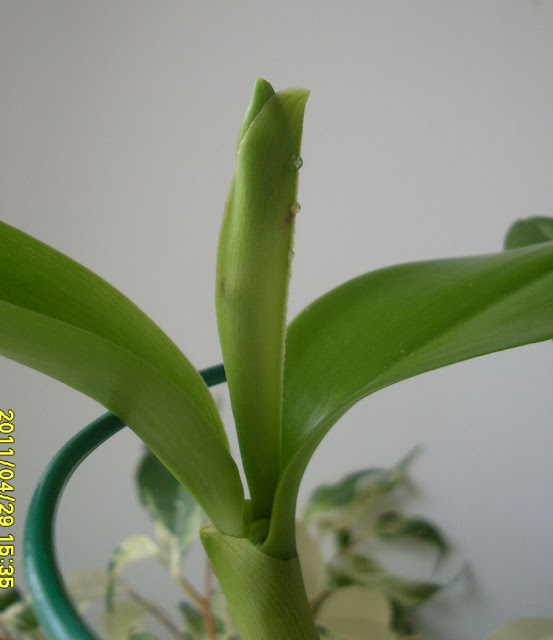 Cattleya forbesii (Каттлея Форбеси) - Страница 2 SDC18706