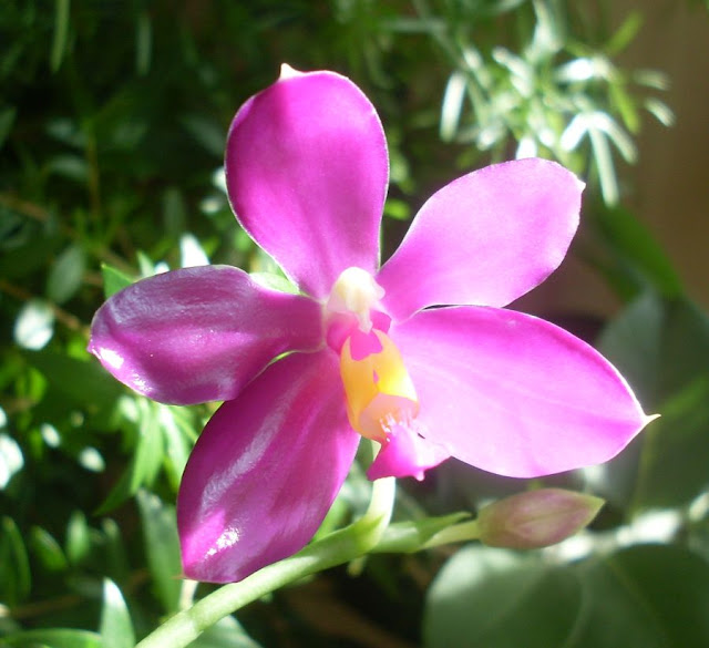 Phalaenopsis pulchra  - Страница 2 SDC19000