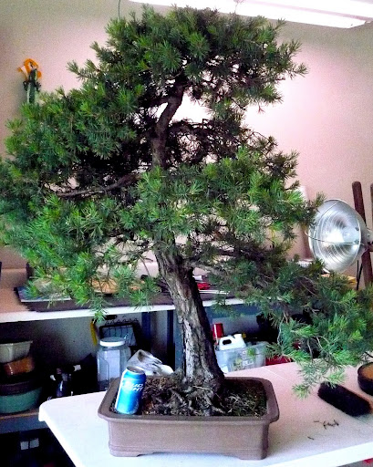 scots pine progress, whats next? Pine%20front