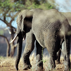 Elephants Seen On www.coolpicturegallery.us