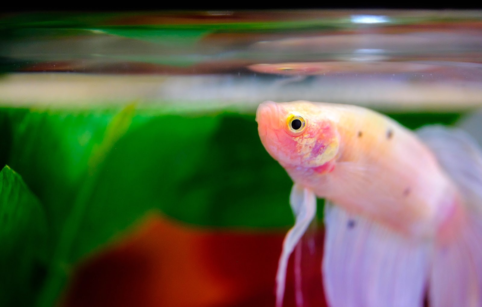 Pearlescent betta fish