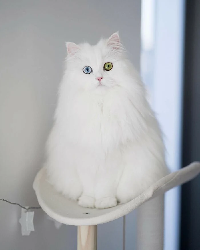 Mia, Feline sensation, TikTok, Unique gaze, Sharp mind, Cat sensation, Viral TikTok cat