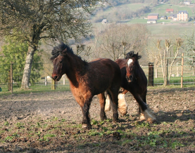 Tonkas Boy! fils de Tonka et petit fils de Lottery horse : news p.8!!! - Page 2 35