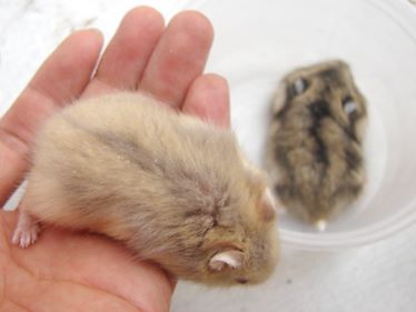 [Pet Vĩnh Long] Cần gả 1 số bé Hamster DSC01428