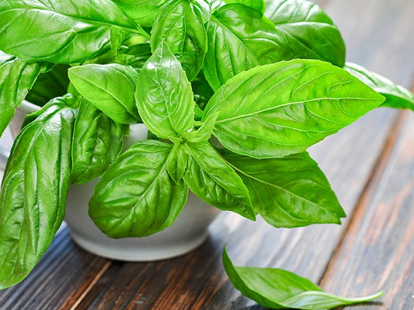 Apigenin trong mùi tây và húng quế giúp ức chế sự tăng trưởng của tế bào ung thư