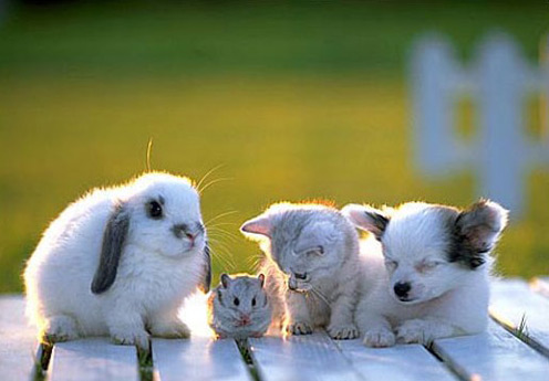 cute group adorable little creatures