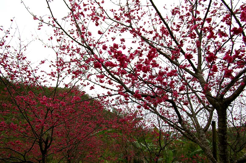 三星櫻花林 三星櫻花林