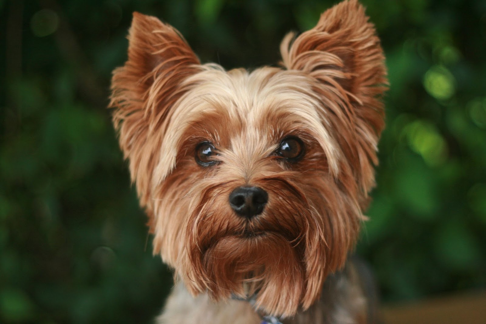 What Is the Best Haircut for a Yorkie?
