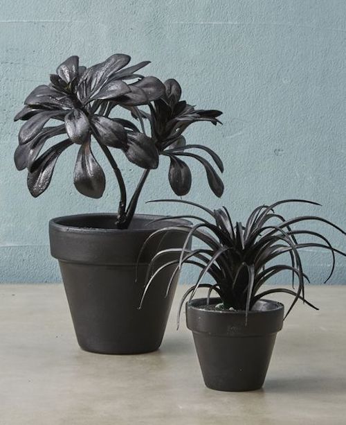 Halloween black plants decor outdoor DIY