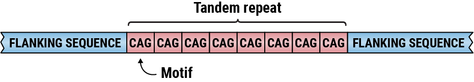 REViewer: A Method for Visualizing Alignments of Short Reads in Regions  Containing Long Repeat Expansions