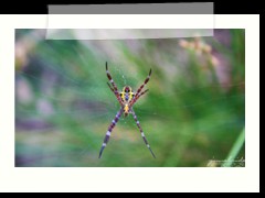 a wild spider in Oslob