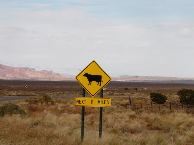 Explorando la Costa Oeste USA - Blogs de USA - Monument Valley y Horseshoe Bend (16)