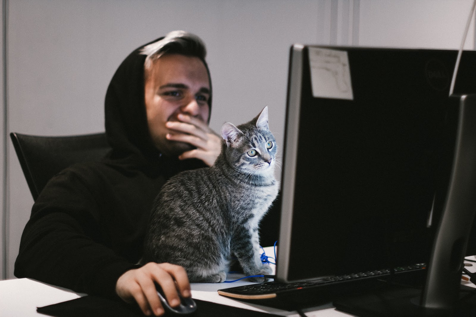 man in a hoody with a cat at the computer, MSP stable position