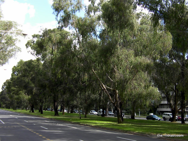 urban forrest down northbourne