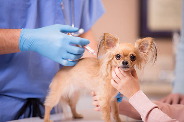 Vaccines and Vet Visits for Chihuahuas