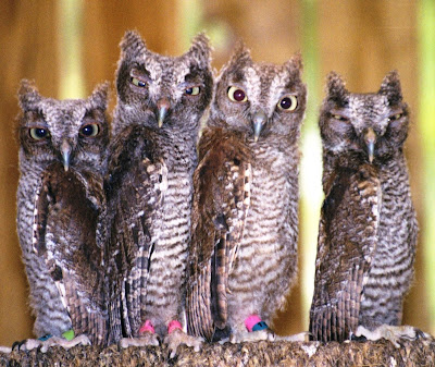 Baby Screech Owls