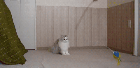 https://lh5.googleusercontent.com/_zLwHwqx7gy4/TcfJobjEnLI/AAAAAAAAFrI/LNUL_lIQ7QQ/34.gif