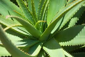 Image result for Aloe barbadensis